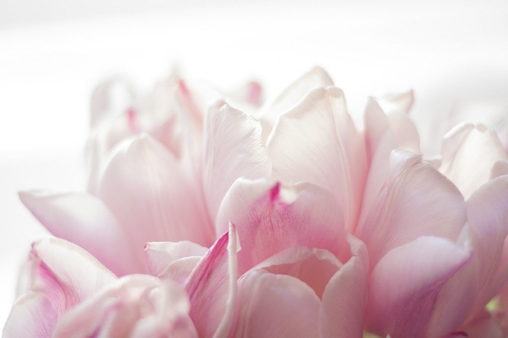 flower, pink, tulips-7140630.jpg